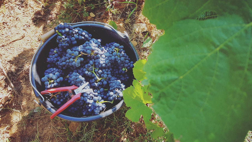 Perricone Vin rouge bio sicilien Baglio Diar