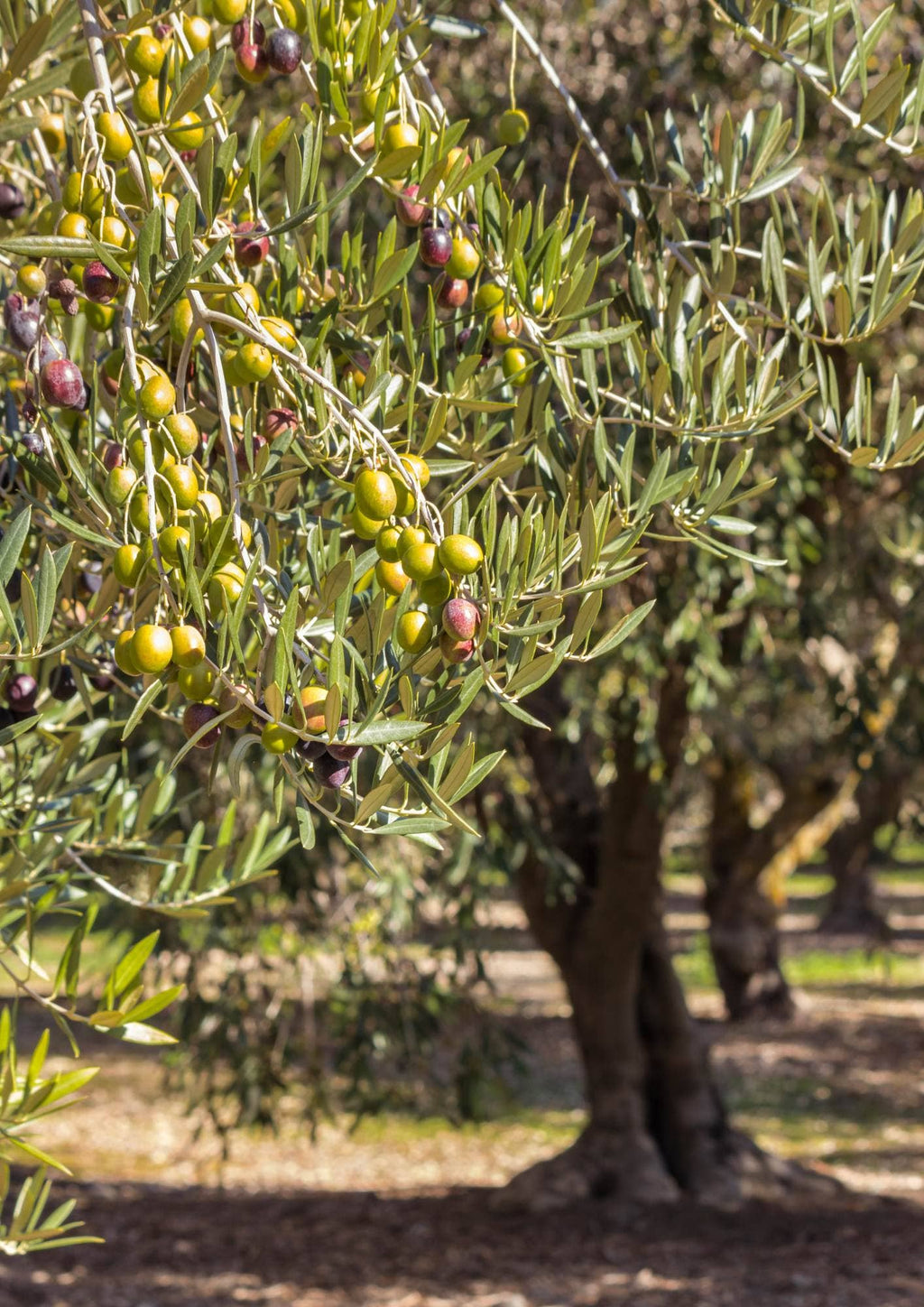 Olives  Bio vertes et Kalamata dénoyautées aux herbes - 180g