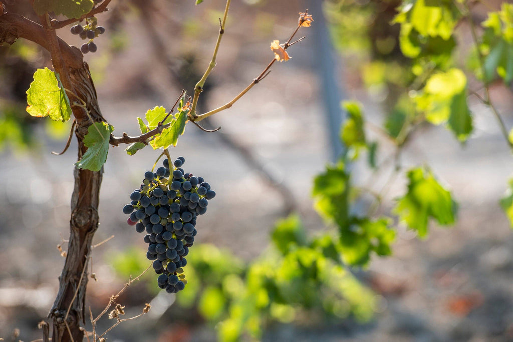 Nero d'Avola Rosé - Vin Bio Sicilien - Baglio Diar