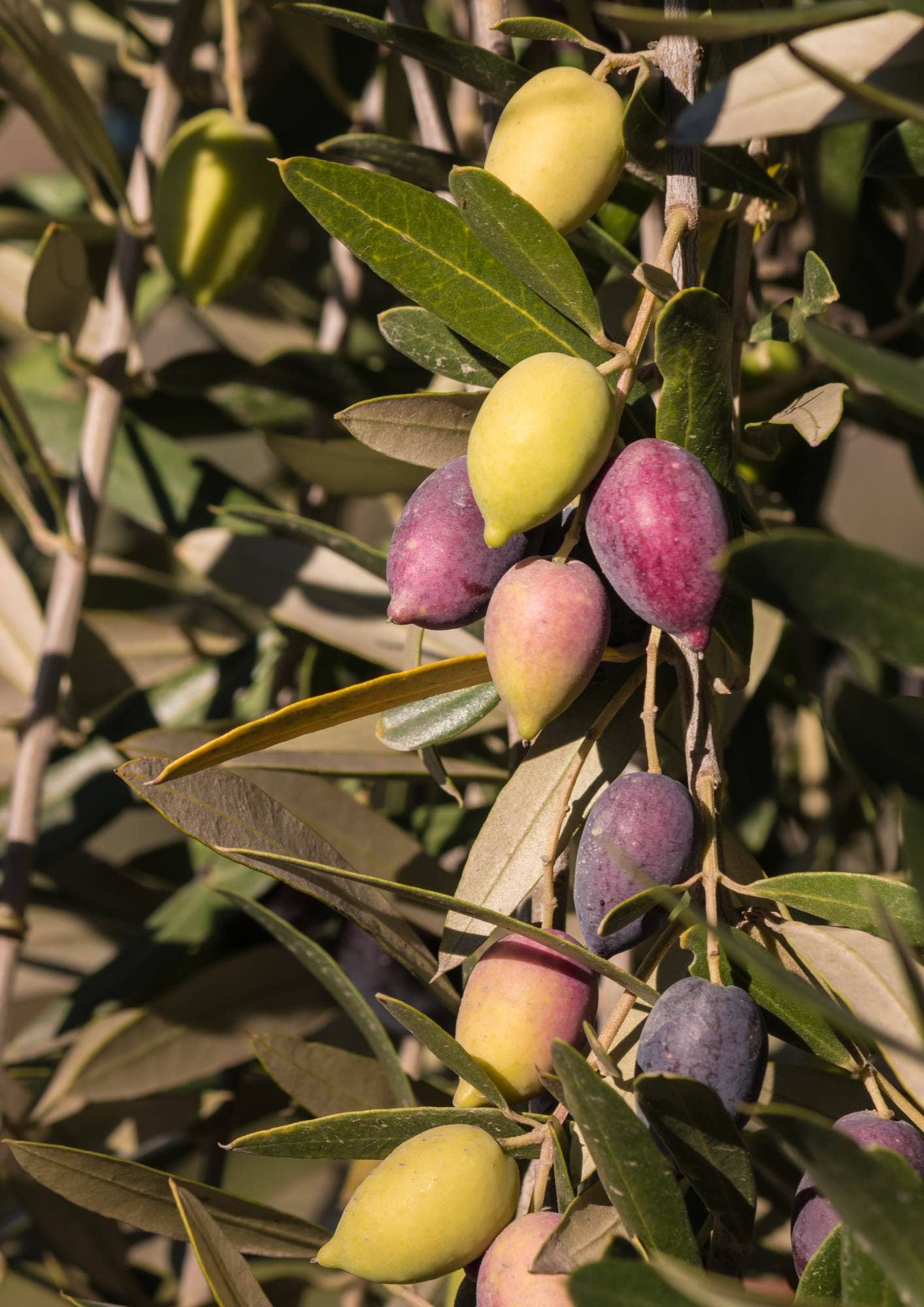 Olives  Bio vertes et Kalamata dénoyautées aux herbes - 180g